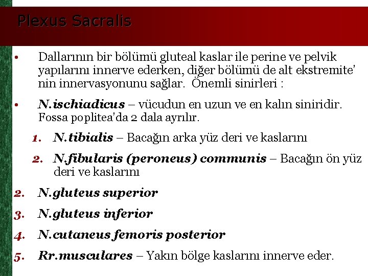 Plexus Sacralis • Dallarının bir bölümü gluteal kaslar ile perine ve pelvik yapılarını innerve