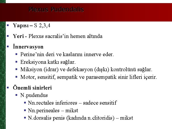 Plexus Pudendalis § Yapısı – S 2, 3, 4 § Yeri - Plexus sacralis’in