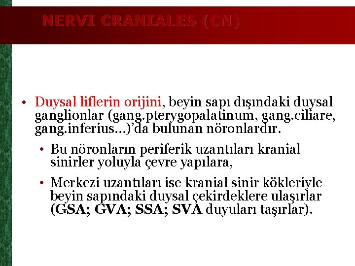 NERVI CRANIALES (CN) • Duysal liflerin orijini, beyin sapı dışındaki duysal ganglionlar (gang. pterygopalatinum,