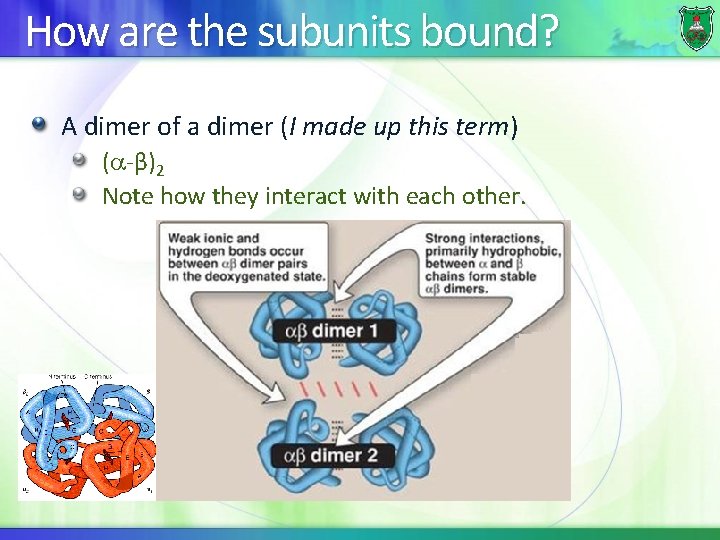 How are the subunits bound? A dimer of a dimer (I made up this