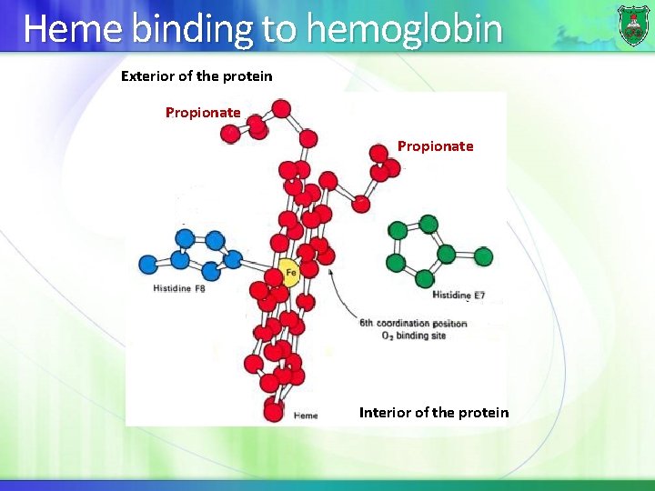 Heme binding to hemoglobin Exterior of the protein Propionate Interior of the protein 