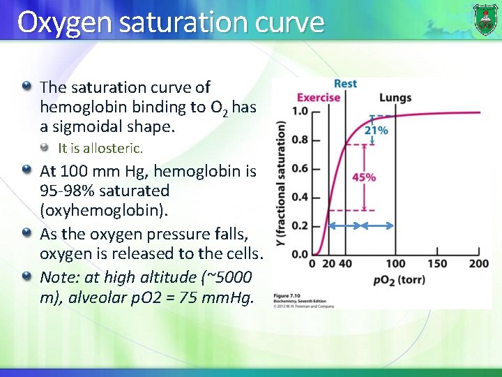 Oxygen saturation curve The saturation curve of hemoglobin binding to O 2 has a