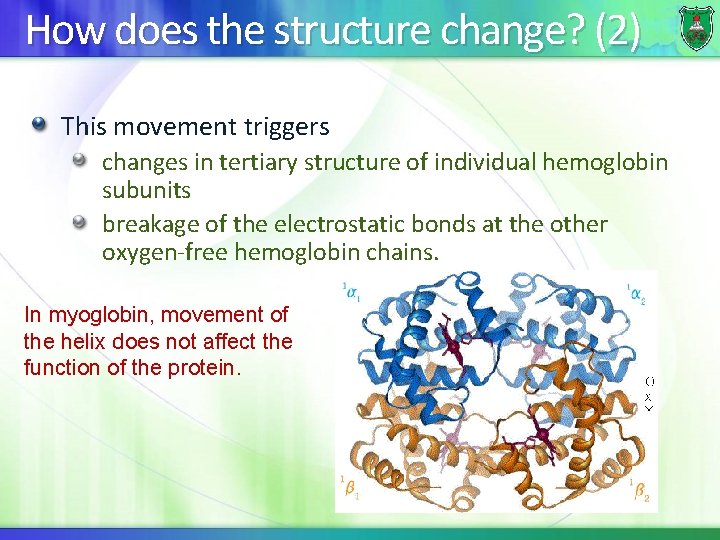 How does the structure change? (2) This movement triggers changes in tertiary structure of