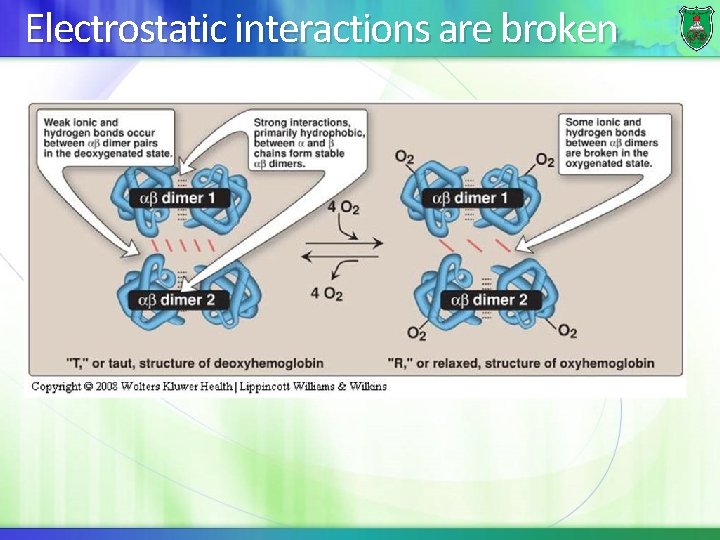 Electrostatic interactions are broken 