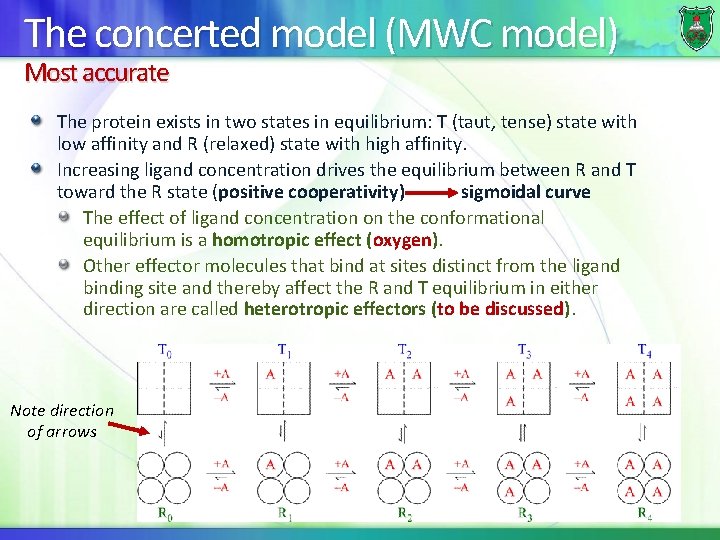 The concerted model (MWC model) Most accurate The protein exists in two states in