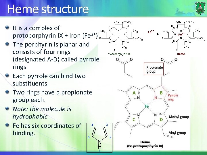 Heme structure It is a complex of protoporphyrin IX + Iron (Fe 2+). The
