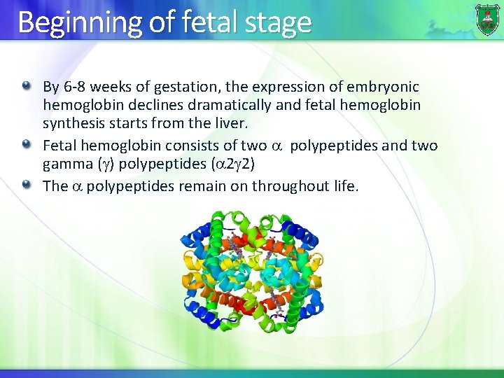 Beginning of fetal stage By 6 -8 weeks of gestation, the expression of embryonic