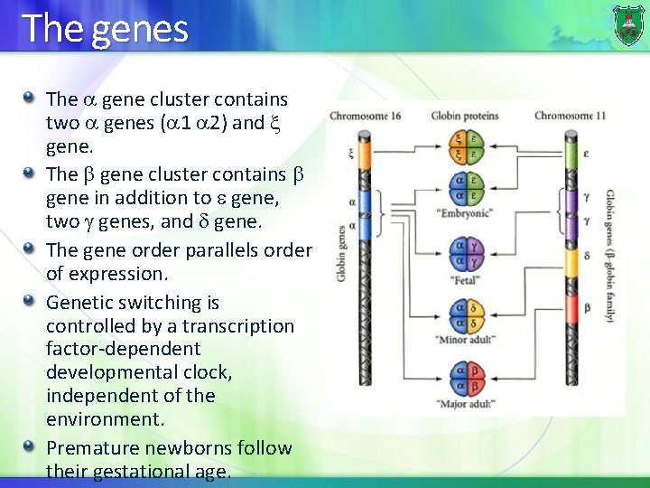 The genes The gene cluster contains two genes ( 1 2) and gene. The