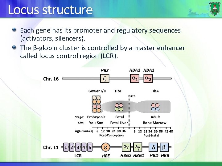 Locus structure Each gene has its promoter and regulatory sequences (activators, silencers). The β-globin