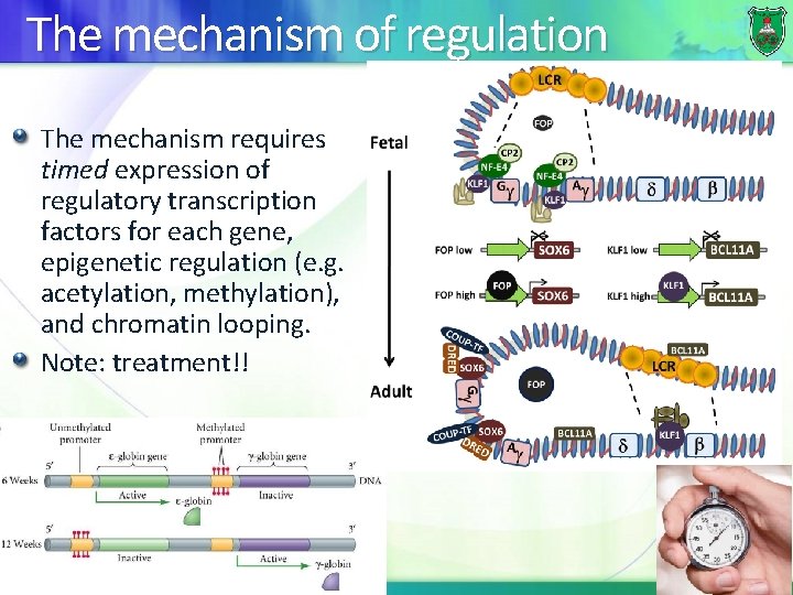 The mechanism of regulation The mechanism requires timed expression of regulatory transcription factors for