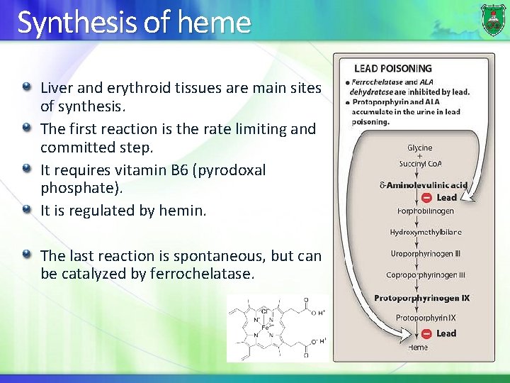 Synthesis of heme Liver and erythroid tissues are main sites of synthesis. The first