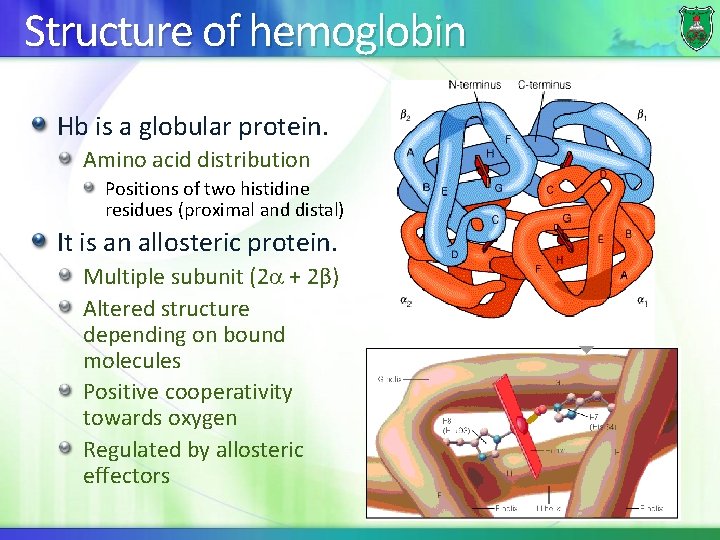Structure of hemoglobin Hb is a globular protein. Amino acid distribution Positions of two