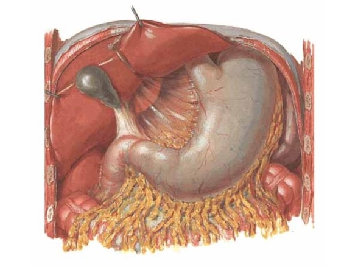 Stomach = gaster (ventriculus, stomachus) • paries anterior + posterior • curvatura major +