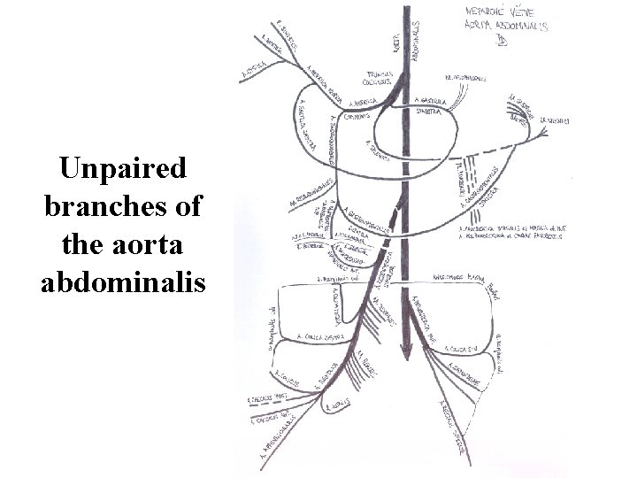 Unpaired branches of the aorta abdominalis 