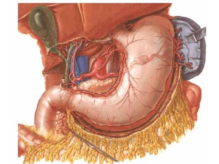 Stomach – arterial supply truncus coelicacus • aa. gastrica sin. • a. hepatica communis