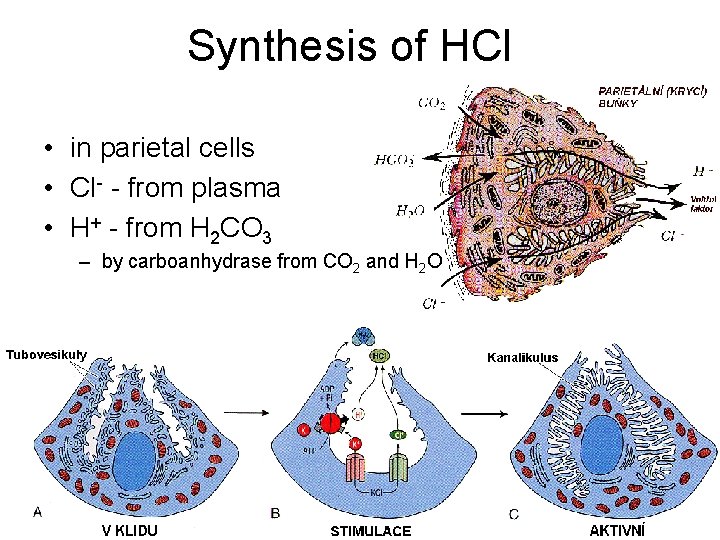 Synthesis of HCl • in parietal cells • Cl- - from plasma • H+