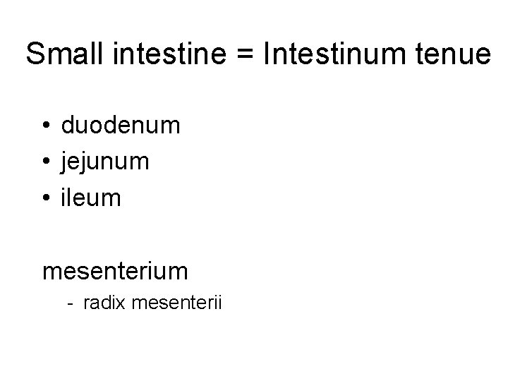 Small intestine = Intestinum tenue • duodenum • jejunum • ileum mesenterium - radix