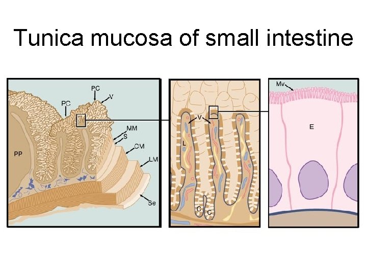 Tunica mucosa of small intestine • plicae circulares (Kerkringi) villi intestinales microvilli • glandulae
