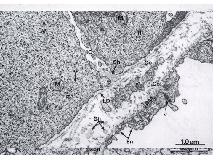 Cells of small intestine mucosa • enterocytes - resorption – microvilli, interdigitations, lipid droplets