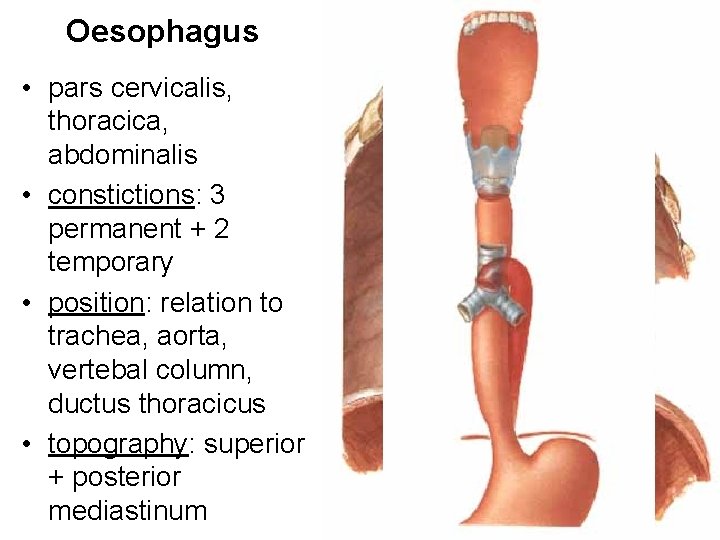 Oesophagus • pars cervicalis, thoracica, abdominalis • constictions: 3 permanent + 2 temporary •