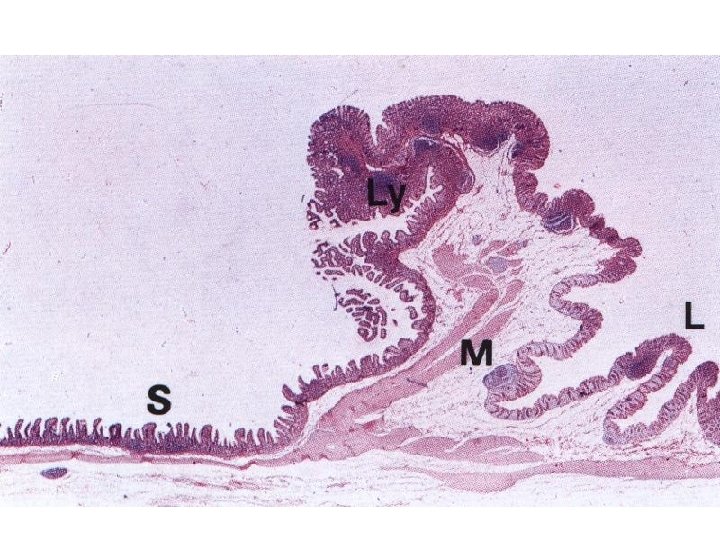 Other layers of small intestine wall • tela submucosa – duodenum – glandulae duodenales