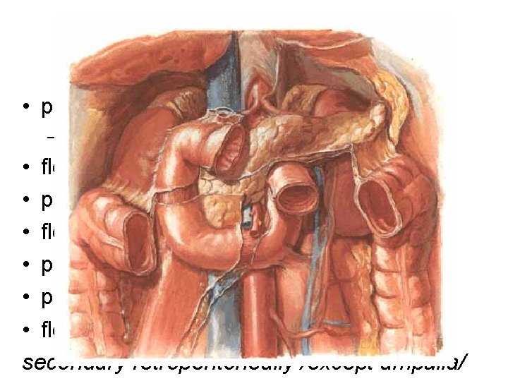 Duodenum • pars superior – ampulla=bulbus • flexura duodeni sup. • pars descendens •