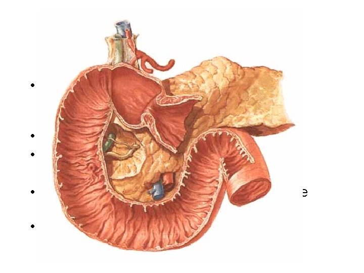 Duodenum • structure: plica longitudinalis – papilla d. major Vateri – papilla d. minor