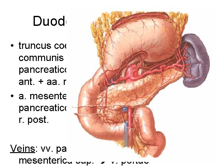 Duodenum – blood supply • truncus coelicacus a. hepatica communis a. gastroduodenalis a. pancreaticoduodenalis