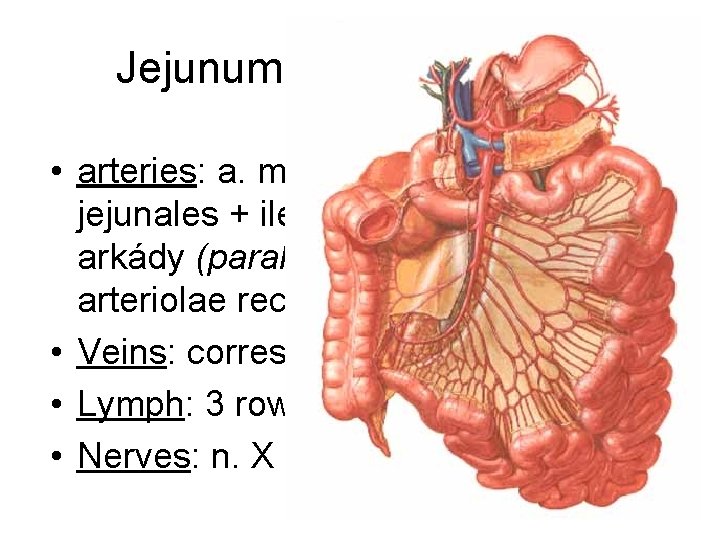 Jejunum + ileum - supply • arteries: a. mesenterica sup. aa. jejunales + ileales