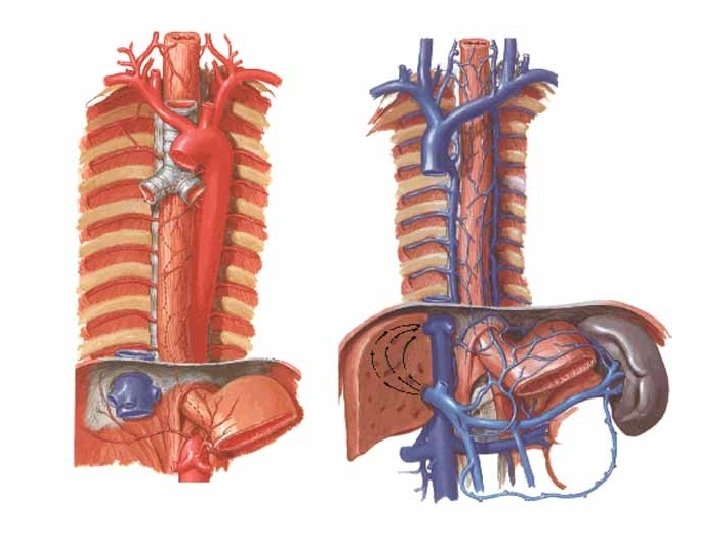 Oesophagus – blood supply • Arteries: – a. thyroidea inf. – arcus aortae +