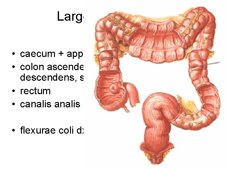 Large intestine = Intestinum crassum • caecum + appendix vermiformis • colon ascendens, transversum,