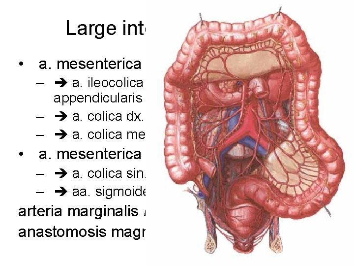 Large intestine - arteries • a. mesenterica sup. – a. ileocolica a. ceacalis ant.