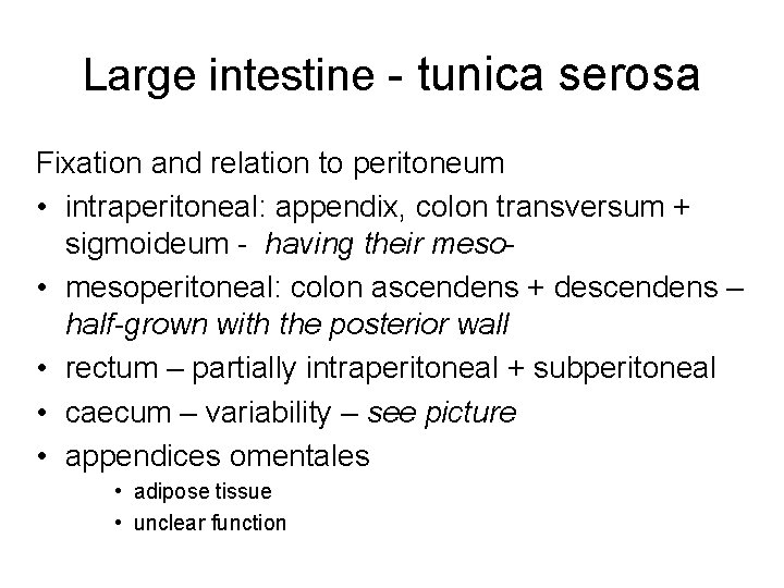 Large intestine - tunica serosa Fixation and relation to peritoneum • intraperitoneal: appendix, colon