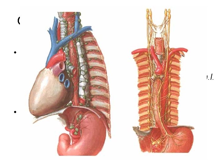 Oesophagus – Lymph and Nerves • Lymph: nodes or directly into ductus thoracicus –