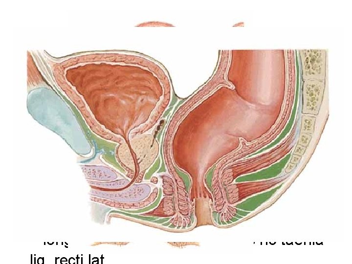 Rectum • description: ampulla, flexura sacralis et laterales (superodextra lat. , intermedisinistra lat. ,