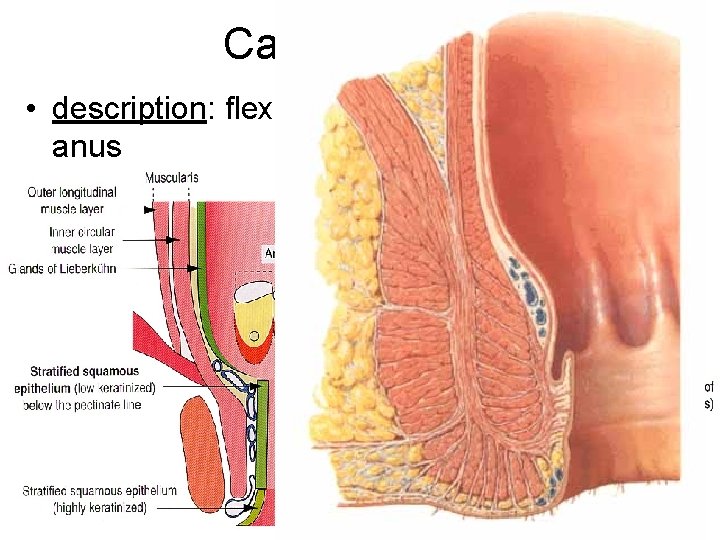 Canalis • description: flexura anorectalis = perinealis, anus • structure: columnae, valvulae, sinus, lineae