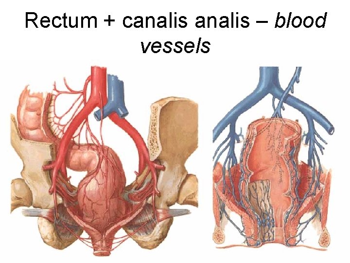 Rectum + canalis – blood vessels • a. mesenterica sup. a. rectalis sup. •