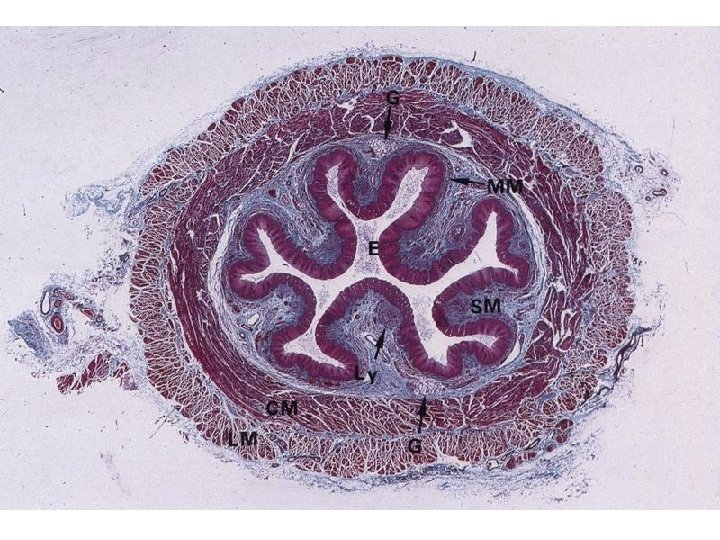 Oesophageus – wall structure – stratified squamous nonkeratinising epithelium – lamina propria mucosae –