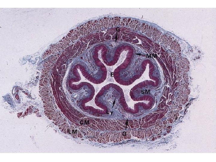 Oesophageus – wall structure – stratified squamous nonkeratinising epithelium – lamina propria mucosae –