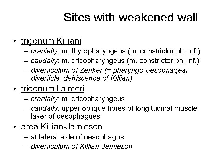 Sites with weakened wall • trigonum Killiani – cranially: m. thyropharyngeus (m. constrictor ph.