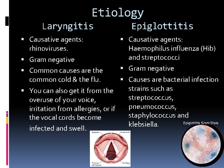 Etiology Laryngitis Causative agents: rhinoviruses. Gram negative Common causes are the common cold &