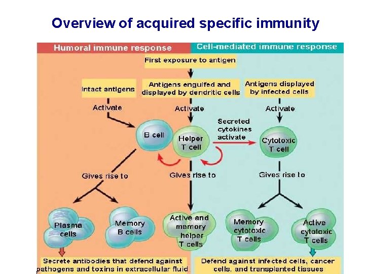 Overview of acquired specific immunity 