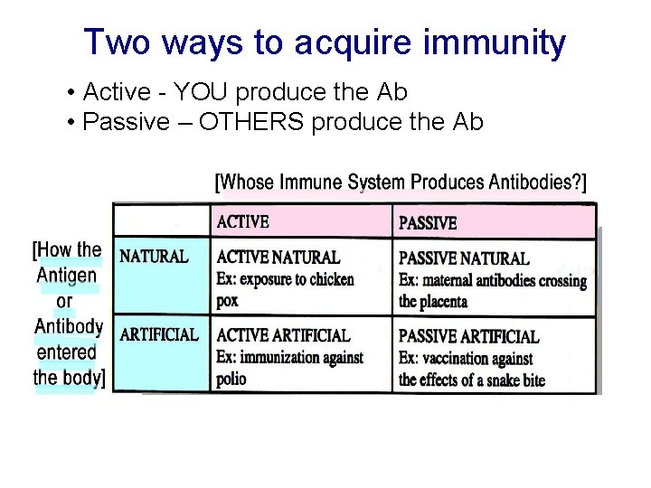 Two ways to acquire immunity • Active - YOU produce the Ab • Passive