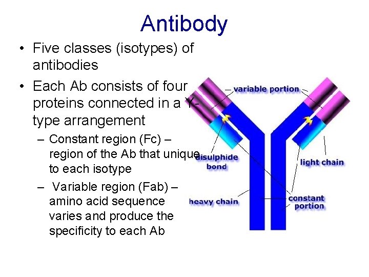 Antibody • Five classes (isotypes) of antibodies • Each Ab consists of four proteins