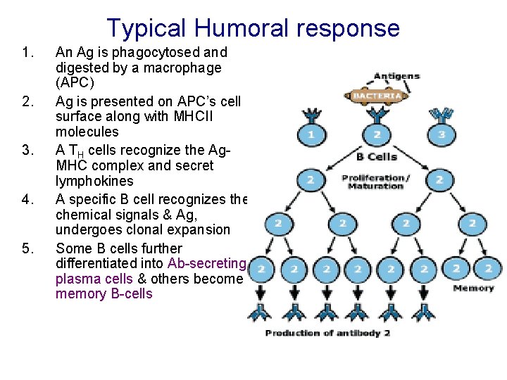 Typical Humoral response 1. 2. 3. 4. 5. An Ag is phagocytosed and digested