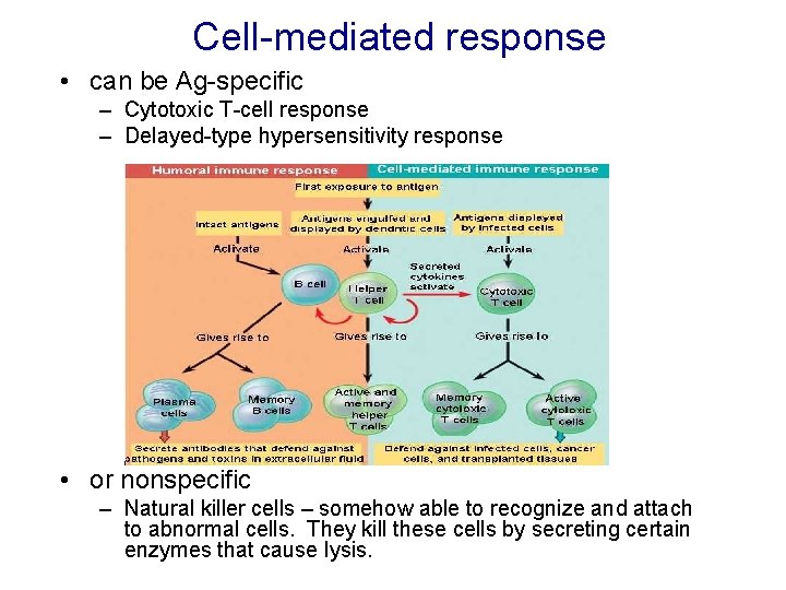 Cell-mediated response • can be Ag-specific – Cytotoxic T-cell response – Delayed-type hypersensitivity response