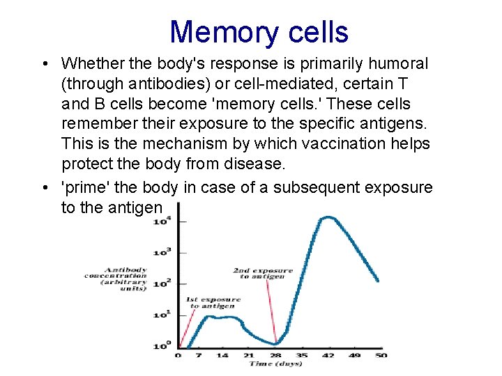 Memory cells • Whether the body's response is primarily humoral (through antibodies) or cell-mediated,