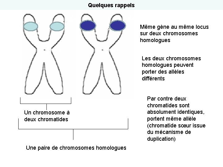 Quelques rappels Même gène au même locus sur deux chromosomes homologues Les deux chromosomes