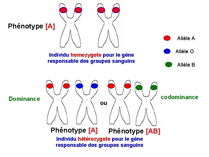 Phénotype [A] Allèle A Individu homozygote pour le gène responsable des groupes sanguins Dominance