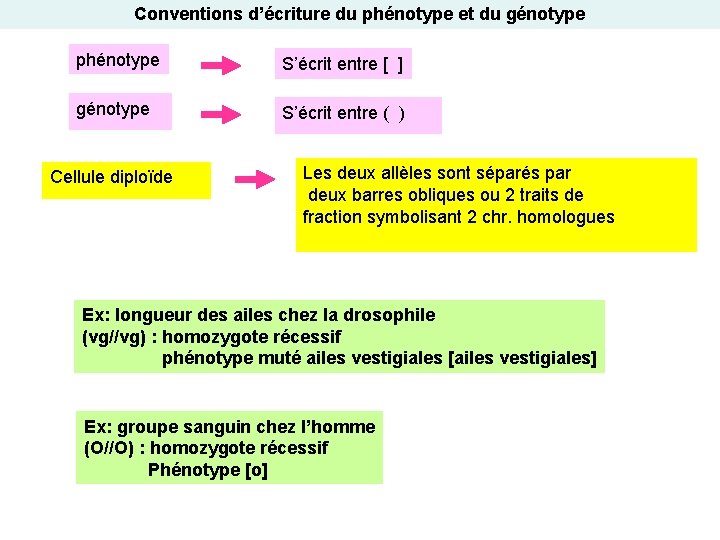 Conventions d’écriture du phénotype et du génotype phénotype S’écrit entre [ ] génotype S’écrit